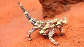 Australias DragonLike Thorny Devil Lizard  Natural Born Thrillers [upl. by Pippa]