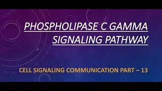 PHOSPHOLIPASE C GAMMA SIGNALING PATHWAY  PART 13 [upl. by Rickie440]