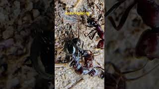 CloseUp Ants in Battle Intense Fighting Action ants antscolony [upl. by Barbarese]