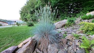 Festuca glauca Lil’Chill  Kostrzewa sina  Ornamental Grass [upl. by Adrianna]