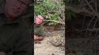 Mating tortoises – what a find 🐢 fyp tortoise africa shorts viral nature conservation [upl. by Cahra]