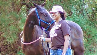 Best Gelding Contest at Knee Deep Stables Horse Show [upl. by Lyret]