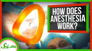 We Finally Know How Anesthesia Works [upl. by Wake]