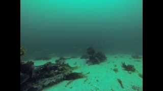 Norwegia dorsze pod wodą cod under water gopro 2013 [upl. by Joella]