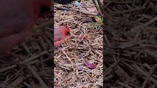 A Cold Morning Northern Cardinal Searching Food [upl. by Noira]