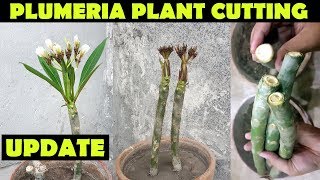 PLUMERIA PLANT  UPDATE  GROW PLUMERIA FROM CUTTINGS  SPROUTING SEEDS [upl. by Ahsirhcal825]