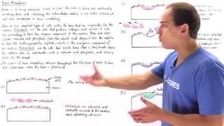 Bone Metabolism Remodeling [upl. by Alhak41]