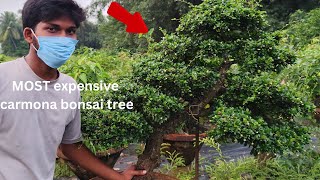 most expensive carmona bonsai tree [upl. by Daloris]