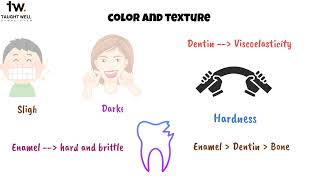 Histology of Dentin [upl. by Ahseat573]