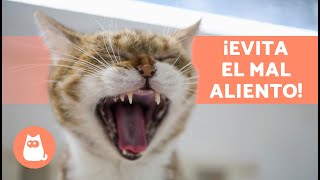 5 REMEDIOS CASEROS para el MAL ALIENTO en GATOS 🐱💨  A mi Gato le Huele Mal la Boca 🤢 [upl. by Cheadle]