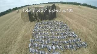 pigeon shooting in Ireland [upl. by Englis922]