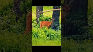 Whitetail Deer Walks Across the Forest shorts wildanimals [upl. by Halle]