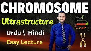 Ultrastructure of Chromosomes  Nucleosome  Histone Proteins  Shahzad Rasool Urdu lecture [upl. by Roehm348]