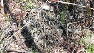 Common Garter Snake Redsided mating ball hibernaculum Southeastern Sask Canada May 2013 [upl. by Nalliuq]