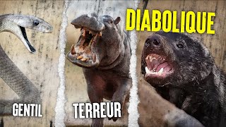 TOP 10 Des Animaux Les Plus 🔥 Agressifs Au Monde [upl. by Julita]