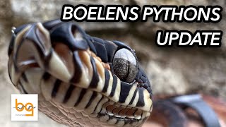 Boelens Python Simalia Boeleni update 1  first few months [upl. by Naryb]