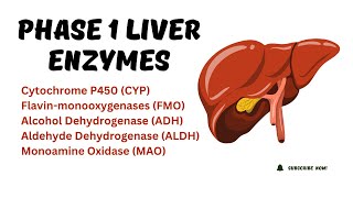 Liver Enzymes Function  Drug Metabolizing Enzymes [upl. by Jankey]