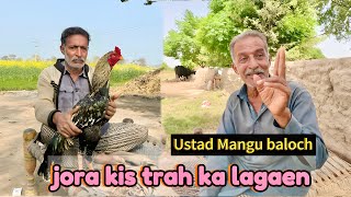 Aseel jora lagany ka tariqa by ustad Mangu Baloch [upl. by Jovitah]