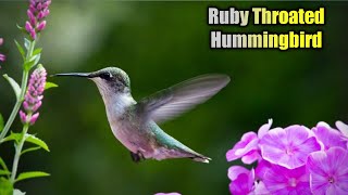 RubyThroated Hummingbird CallSound Ultra HD [upl. by Tem986]