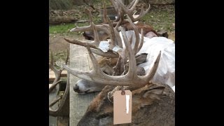 ANTLER REPAIR  DEER or ELK  Video 2 of 2 [upl. by Hafirahs]