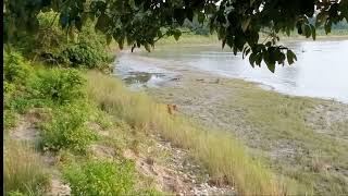 Royal Bengal Tiger  Bardiya [upl. by Senior]