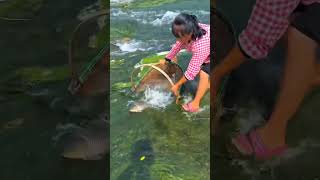 fish out from green sea in japan shortsvideo vairalvideo [upl. by Zacek972]