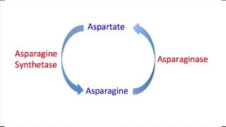 Asparaginase Mechanism Question and Explanation [upl. by Norse825]