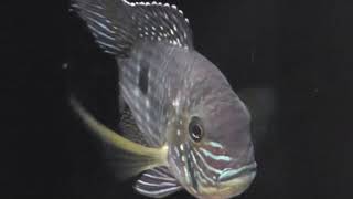 【チャーム】グリーン・テラー Andinoacara rivulatus Cichlidae シクリッド charm動画 [upl. by Hctim]