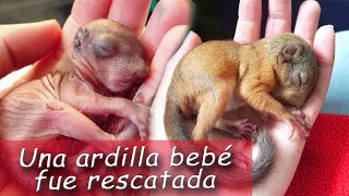 20  Una ardilla bebé fue rescatada [upl. by Dollar]