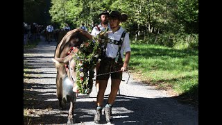 Viehscheid in Oberstdorf 2022 Schumpen kommen am Scheidplatz an [upl. by Broadbent]