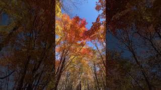 Autumn Forest in the Keweenaw autumncolors forest youtubeshort keweenaw shortsfeed [upl. by Ylek]