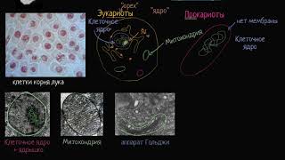 Прокариот и эукариот видео 5  Строение клетки  Биология [upl. by Elyrpa138]