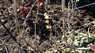 How to grow and care for Winter Sweet plant quotChimonanthus Praecoxquot winter interest treeshrub [upl. by Dnomad]