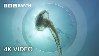 The Secret World of Jellyfish  North Atlantic  4K UHD  BBC Earth [upl. by Effy]