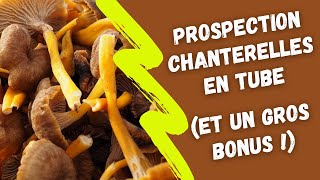 Prospection chanterelles en tube et un gros bonus [upl. by Aipotu]