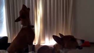 Basenji dogs singing in unison [upl. by Anilrac]