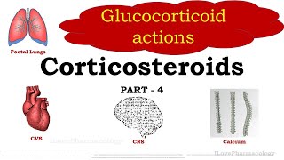 Corticosteroids Part 4  Glucocorticoid action  Calcium  Heart  CNS  Blood  Immune system [upl. by Lehcem791]