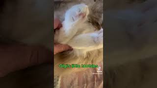 These little tootsies are sooo cute catvideos cuteecats catlover cuteanimal cat lovelyecats [upl. by Euqinitram]