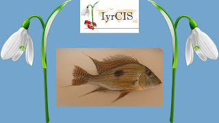 𝙂𝙚𝙤𝙥𝙝𝙖𝙜𝙪𝙨 𝙨𝙫𝙚𝙣𝙞  Impacts of an invasive fish species in neotropical reservoirs [upl. by Olympia]