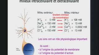 2 Potentiel de membrane 1 2 [upl. by Daryl]