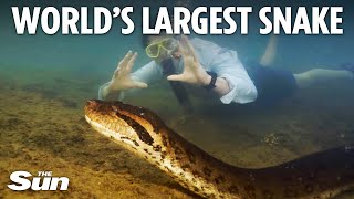 Worlds largest snake as thick as a car tyre filmed slithering across river floor by TV crew [upl. by Aissenav]