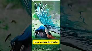 How Animals Mate l didyouknowfacts animalfacts [upl. by Philippe322]