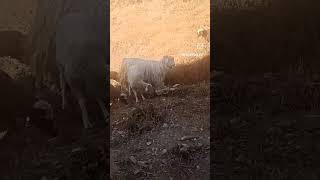 Look who visited our backyard gaddi tribe sheep grazing grass window view bestlocation bnb [upl. by Quickman]