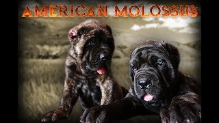 818 Concepts Presents  The American Molossus by Old World Mastinos [upl. by Carolus]