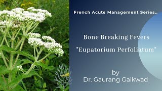 Eupatorium PerfoliatumBone Breaking FeversFrench Acute Management Series [upl. by Laurel389]