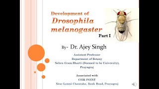 Development of Drosophila melanogaster Part 1  CSIR Lifesciences  GATE  ICMR [upl. by Lertnahs]