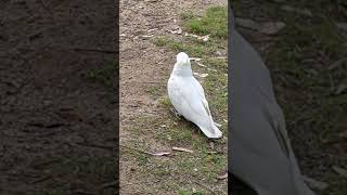 Sulphurcrested cockatoos in Blue Mountains [upl. by Elwina968]