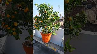 beautiful orange plant  orange tree  calamondin orange gardening [upl. by Laughlin500]