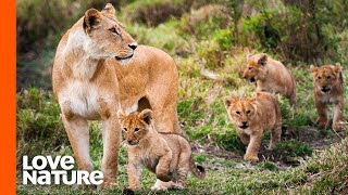 Lion Mother Takes Lion Cubs Outside For The First Time  Love Nature [upl. by Mcevoy]