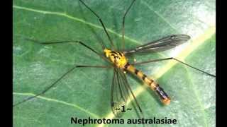 Top 5 dangerous Mosquitoes [upl. by Eirallih]